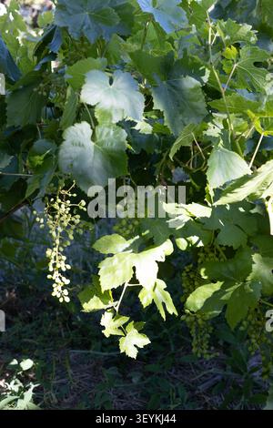 Vitis vinifera - uve senza semi rosso e verde Burbank che crescono su una vite. Foto Stock