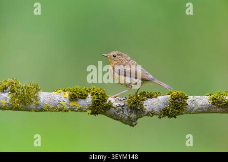 robin erithacus rubecula europeo, giovanile arroccato sul ramo coperto di muschio, Suffolk, Inghilterra, luglio Foto Stock