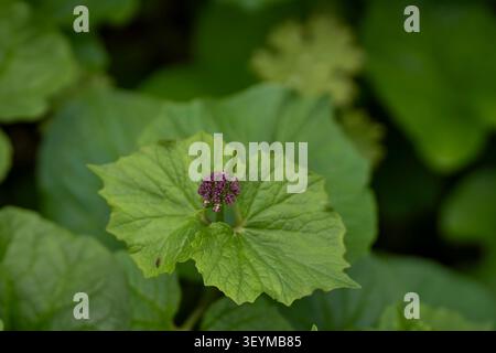 Boccio fiorito viola della senecio alpina (Adenostyles alliariae) che emerge da grandi foglie verdi fresche in un bosco ombreggiato, catturato all'inizio della primavera. Foto Stock