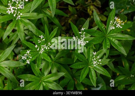 In un tranquillo ambiente boschivo, Sweet Woodruff espone gruppi di piccoli fiori bianchi annidati tra le sue ricche foglie verdi in una soleggiata giornata primaverile. Foto Stock