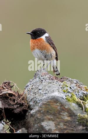 STORNELLO (Saxicola rubicola) maschio su un muro di pietra secca, Regno Unito. Foto Stock