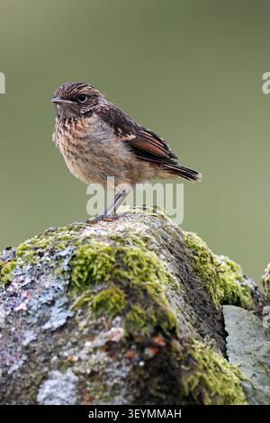 STONECHAT giovane, UK. Foto Stock