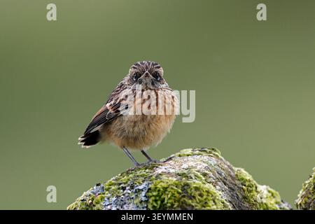 STONECHAT uccello immaturo su un muro di pietra secca, Regno Unito. Foto Stock