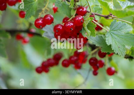 Ribes rossi appesi al Bush Foto Stock