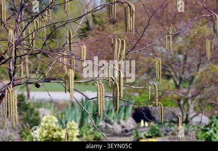 Corylus Avellana "Common Hazel" (Catkin) Flowers Grown at RHS Garden Harlow Carr, Harrogate, Yorkshire, Inghilterra, Regno Unito. Foto Stock