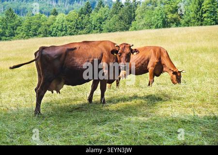 Due mucche brune pascolano pacificamente su un pascolo soleggiato circondato dalla campagna bavarese. Foto Stock