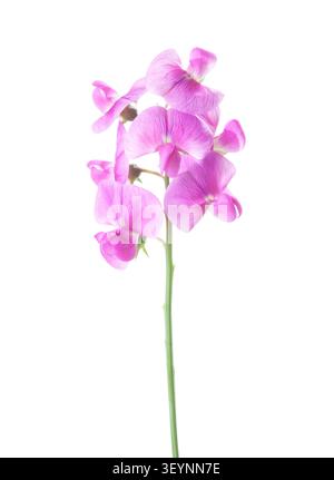 Fiori di pisello rosa dolce su uno stelo isolato su sfondo bianco. Lathyrus odoratus Foto Stock