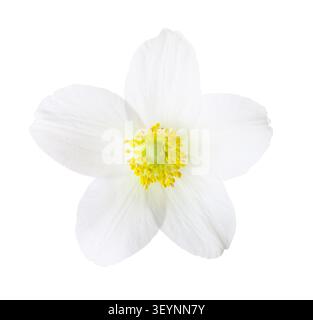 Primo piano di un fiore bianco di Anemone fresco isolato su sfondo bianco. Foto Stock