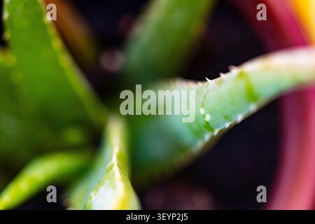 Pianta di cactus verde con punte Foto Stock