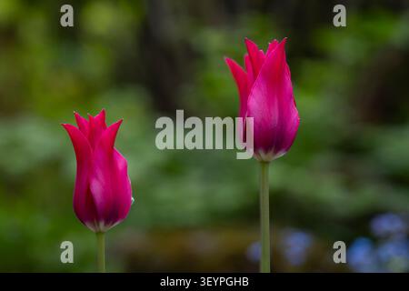 Due vivaci tulipani magenta Tulipa "Merlot" in fiore con eleganti petali appuntiti su un morbido sfondo verde del giardino. Foto Stock
