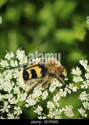 Un primo piano di uno scarabeo peloso, con bande gialle e nere (Trichius fasciatus) che poggia su piccoli fiori bianchi dell'anziano nero (Sambucus nigra), Renn Foto Stock