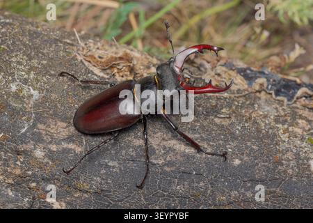 Lucanus cervus, Scarabeo cervo europeo Foto Stock
