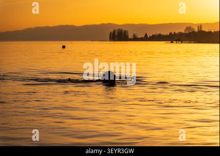 Un Cocker inglese spagnolo che recupera bastone mentre nuota al tramonto sul Lago di Ginevra a Losanna in Svizzera Foto Stock