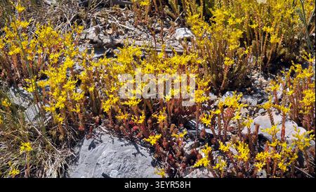 Vivaci gruppi di succulente acri di Sedum si estendono su terreni rocciosi e ghiaiosi con piccoli fiori gialli a forma di stella che fioriscono in estate Foto Stock