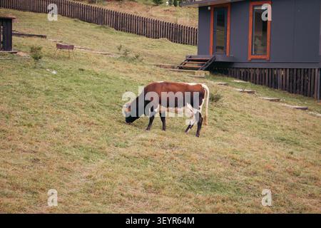 Mucca che pascola sulle montagne. Mucca con la mammella sulla collina. Sfondo di bestiame. Mucca sullo sfondo dei Carpazi autunnali. Mucca al pascolo Foto Stock