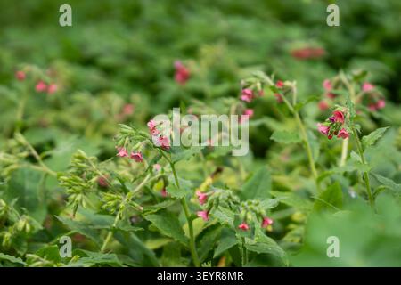 La polmone rossa (Pulmonaria rubra) fiorisce in un lussureggiante giardino boschivo, mostrando gruppi di vivaci fiori rossi corallo contro il verde fresco del fogliame. Foto Stock