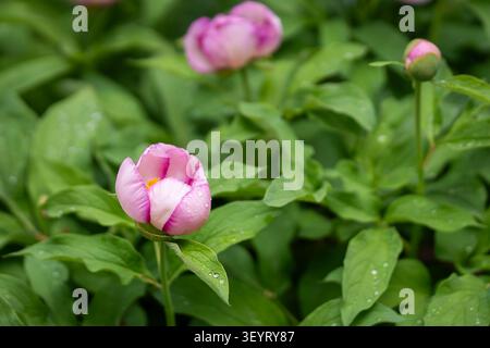 Le gemme di peonia Pink Paeonia "Picotee" iniziano a fiorire dopo la pioggia primaverile, con delicati petali e fresco verde vegetale in un lussureggiante giardino. Foto Stock