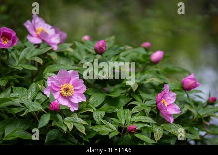 Peonie Paeonia mairei fiorite con fiori rosa tenui e gemme intatte in un lussureggiante giardino primaverile, con eleganti fiori e fogliame verde. Foto Stock