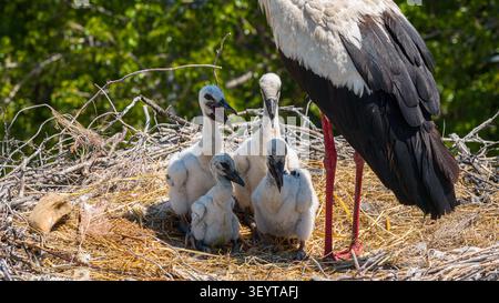 Una foto ravvicinata della fauna selvatica di quattro adorabili pulcini di cicogna in piedi accanto alle gambe della madre, con i becchi aperti. Foto Stock