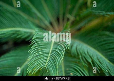 Primo piano di lussureggianti foglie tropicali verdi con texture dettagliata. Sfondo botanico motivo naturale e vivace design naturale. Foto Stock