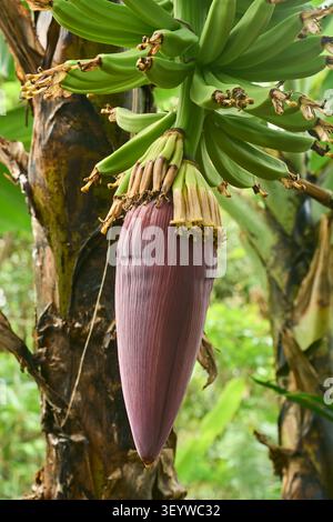 fiore di banana viola appeso su un albero nel giardino, grande fiore con un gruppo di frutta verde acuta in vista ravvicinata, concetto di agricoltura tropicale Foto Stock