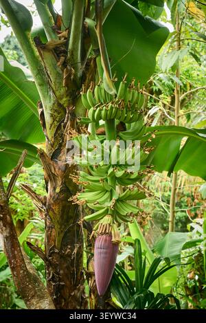 banane verdi non mature appese su alberi tropicali in giardino, grandi fiori viola e grandi foglie verdi, vista laterale con spazio per copiare, agricoltura tropicale Foto Stock