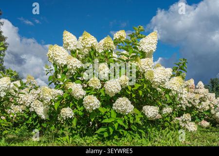 White Hydrangea Paniculata Bush che fiorisce in un giardino soleggiato con cielo blu e nuvole soffici Foto Stock