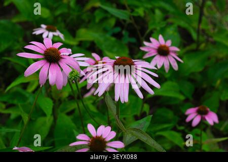 Fiori di conio rosa che fioriscono in un lussureggiante giardino verde con luce naturale soffusa. I freschi fiori selvatici estivi creano un tranquillo sfondo naturale all'aperto per motivi floreali Foto Stock