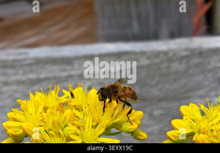 Una Drone-Fly che si nutre di Sedum (Sedum) giallo brillante. Foto Stock