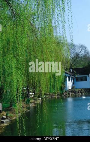 Tranquillo panorama sul lago con freschi rami verdi di salice appesi sull'acqua calmo accanto a una casa bianca, catturati in una limpida giornata primaverile in un ambiente tranquillo Foto Stock