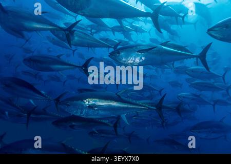 Tonno rosso atlantico, Thunnus thynnus, il pesce più pregiato al mondo in un aggregazione di deposizione nel Mediterraneo Foto Stock