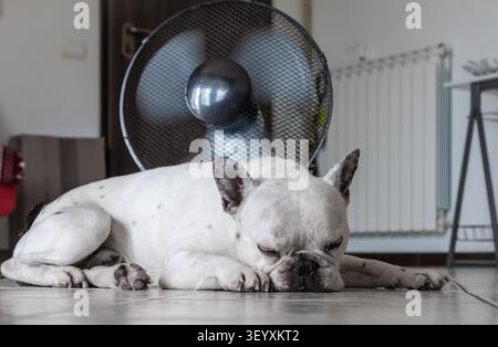 Bulldog francese che dorme sul pavimento davanti a un ventilatore elettrico. Concetto di cura degli animali domestici durante le calure estive, surriscaldamento e raffreddamento del cane a casa. Foto Stock