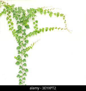 ivy lascia isolata su sfondo bianco Foto Stock