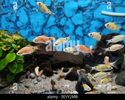 Un piccolo banco di barbi rosati che nuota nell'acquario sopra il ghiaietto Foto Stock