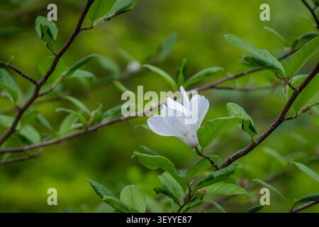 Elegante fiore bianco di Magnolia zenii su un ramo frondoso in primavera, catturato dalla luce naturale soffusa e da un rigoglioso sfondo bokeh verde. Foto Stock
