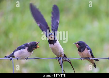 Il fienile ingoia gli adulti nutrono i cuccioli affamati su un filo di recinzione, le ali si diffondono mentre i giovani implorano cibo durante la migrazione primaverile [Hirundo rustica]. Naturale Foto Stock