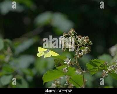 Gonepteryx rhamni - farfalla Brimstone luglio estate nutrirsi di fiori bramble Foto Stock