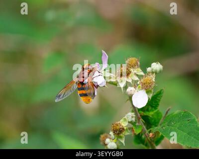 Hornet Vespa Crabro che dà da mangiare a luglio in estate con fiori bramble nel bosco Foto Stock