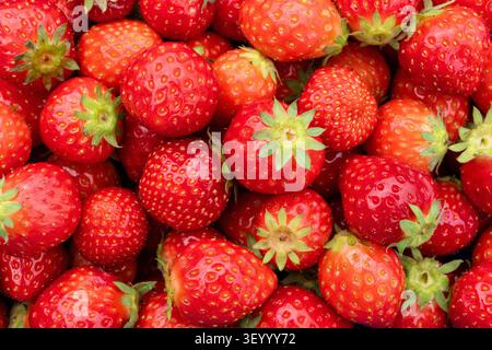 Fragole olandesi mature per uso in background Foto Stock