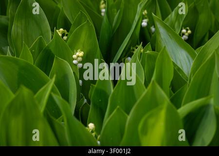 Delicato giglio della valle (Convallaria majalis) fiori che emergono tra foglie verdi rigogliose in un giardino boschivo primaverile. Foto Stock