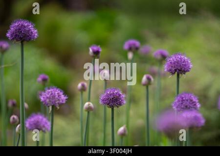 Fiori ornamentali in fiore di allium con teste di fiori sferici viola vibranti in un giardino primaverile, fotografati con luce naturale soffusa. Foto Stock