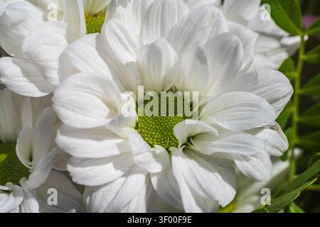 Foto macro che mostra i dettagli di petali di crisantemo bianco con un centro testurizzato verde vivace, spesso chiamato cuscino o varietà di pompon. Foto Stock