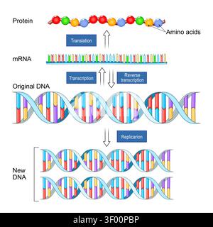 Replica del DNA, trascrizione, trascrizione inversa e traduzione. Sintesi proteica. Biologia molecolare. illustrazione medica. Infografica vettoriale Illustrazione Vettoriale