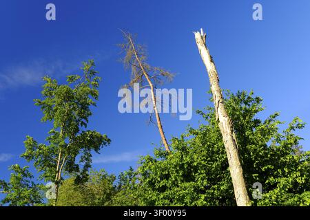 Area boschiva aperta con alberi vivi e morti Foto Stock