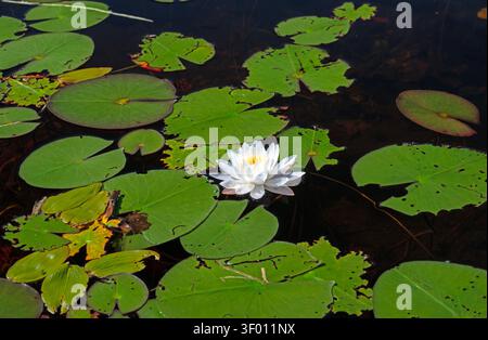 Giglio d'acqua bianco nel Lily Pads sul lago Prarie Bee nel Shoals Provincial Park in Ontario Foto Stock