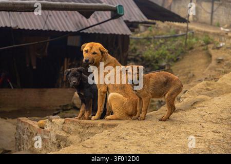 Tre cani del villaggio, tra cui due marroni e uno nero, si siedono e si alzano insieme su una strada sterrata polverosa vicino a semplici capanne nelle campagne del Vietnam, guardando la telecamera Foto Stock