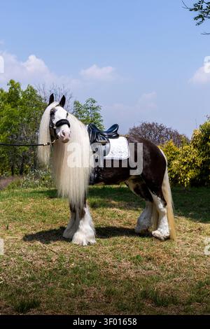 Uno splendido cavallo Gypsy Vanner si erge graziosamente, mostrando equipaggiamento equestre e tack per cavalli. La sua criniera fluente e la robusta struttura riflettono un cavallo eccellente Foto Stock