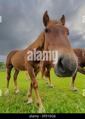 Primo piano dall'angolazione bassa di un curioso cavallo bruno con una grossa museruola che si avvicina alla telecamera in un pascolo verde, con altri cavalli dietro sotto una spettacolare c Foto Stock