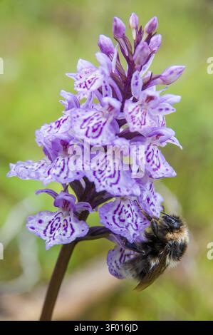 Apidae, api, Bombus Jonellus, Finlandia, hymenoptera, heather bumblebee, femmina, formato alto, formato verticale, bumblebee, insetti, insetti, donna Foto Stock