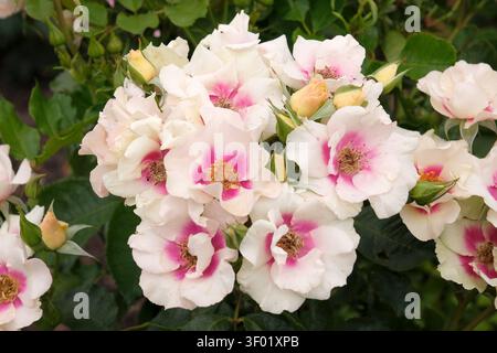 Bianco e rosa compatto, ripetizione della fioritura della rosa floribunda, rosa «SEE you in Purple» in fiore. Foto Stock